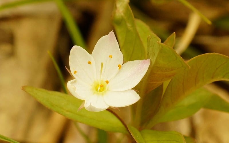 褄有りのツマトリソウを発見 那須 花と山を友として