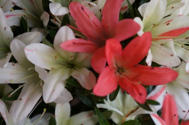 白琳 ・ 白琳の光 - 皐月の花・専科 白琳 ・ 白琳の光 - 皐月の花・専科