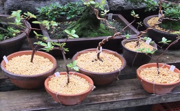 さつき等 140鉢余 一括譲渡