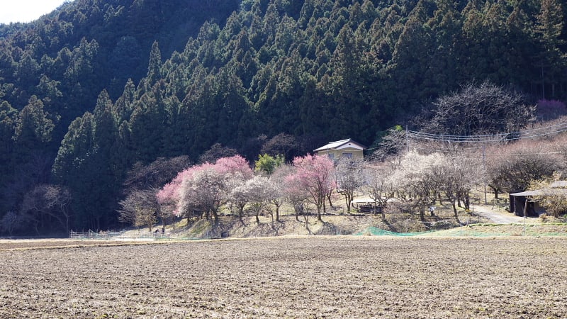 星野に咲く節分草の突然変異 - 花の詩山の詩 星野に咲く節分草の突然変異 - 花の詩山の詩