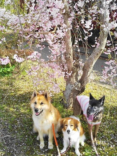 満開の 桜に見上げて おやつ待つ - 雑種犬「風(ふう)」のひとりごと