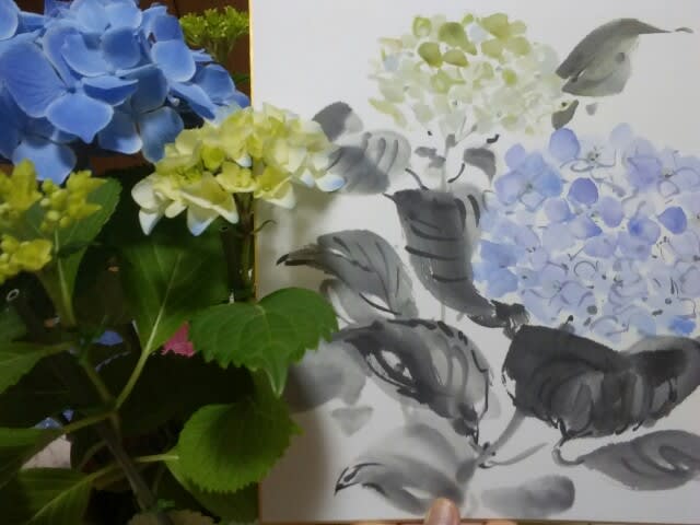 紫陽花」 墨彩画の色紙 - 水墨画・墨彩画家 岡田潤のあッこりゃ