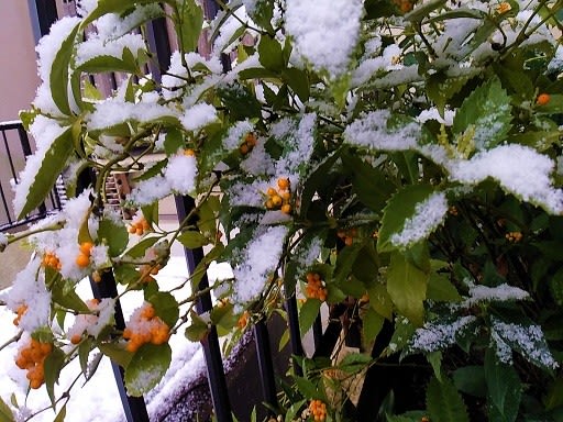 雪の名前 青い花