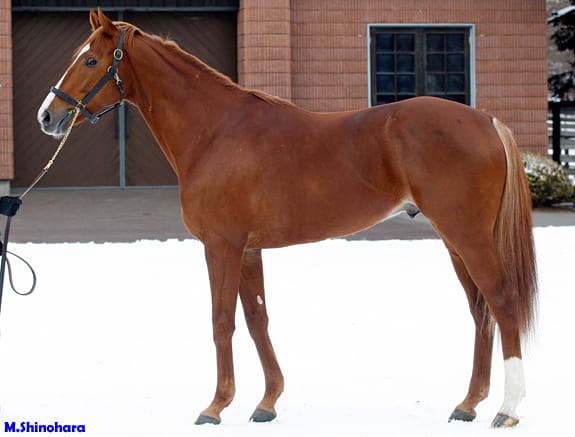 絶対一番安い オルフェーヴル(Orfevre)】が社台スタリオンステーションに到着 ジャケット・アウター