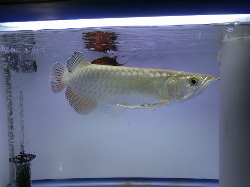 柔らかな質感の 即決限定値下げ熱帯魚、水槽、爬虫類、アロワナ ばら その他