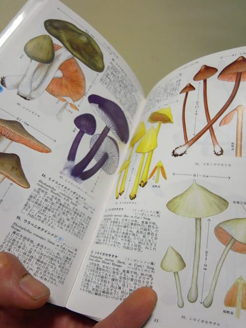コンパクト版6 原色きのこ図鑑』 - 月刊 きのこ人