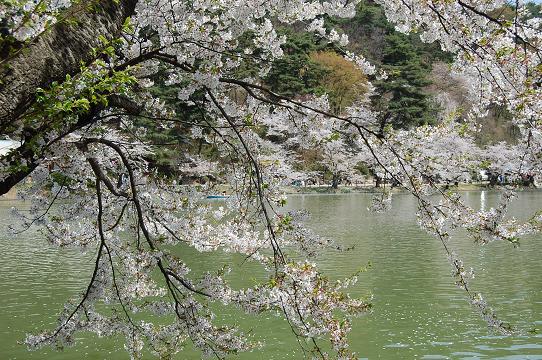 桜の花びら散るたびに~♪ - Mein kleiner 桜の花びら散るたびに~♪ - Mein kleiner