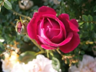 フォールスタッフ - 小さな森の薔薇 フォールスタッフ - 小さな森の薔薇