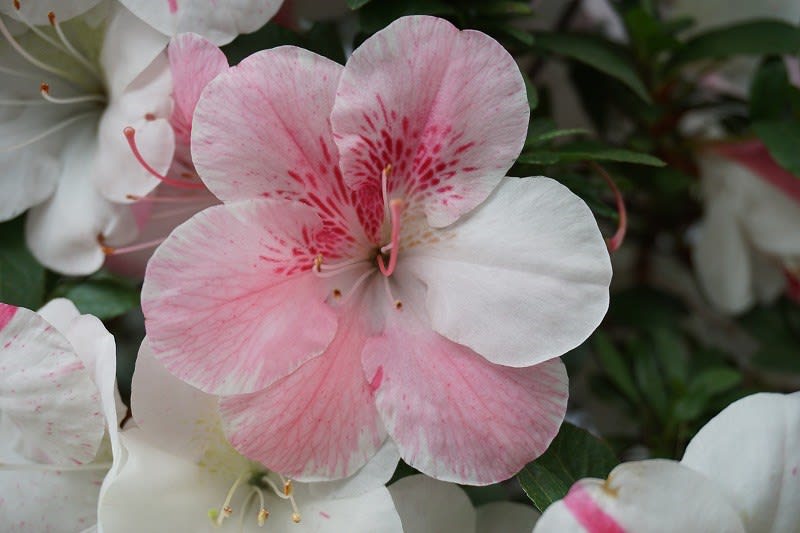 三晃の月(4) - 皐月の花・専科