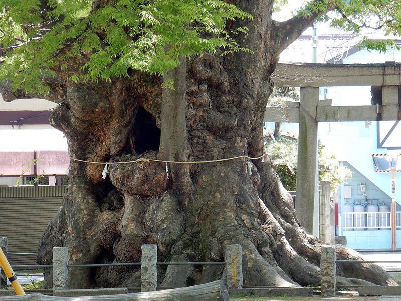 檜切り株根元樹齢80年 （緑を絶やさないために | 職人がつくる木