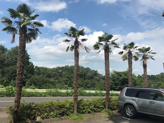 宮城県 仙台 ソテツ ヤシの木 売ります
