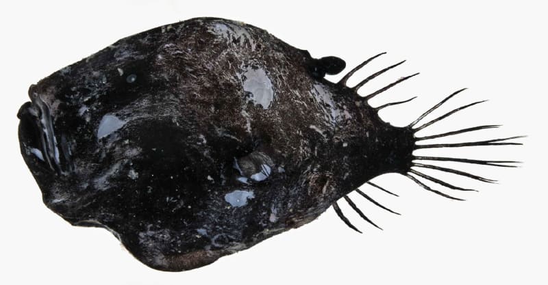 ミツクリエナガチョウチンアンコウ科(Ceratiidae)－ミツクリエ