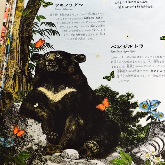 世界で一番美しい絵本図鑑『ワンダーガーデン 生命の扉』 - 帽子
