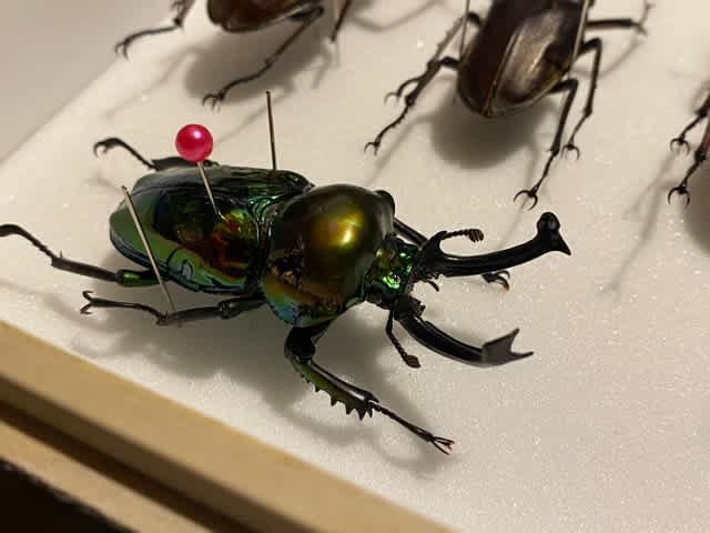 まむし2匹の乾燥品　標本 Amazon | 丸惣(Marusou) マムシの標本 約14cm ゴム/スチール/紙