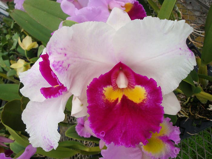 Rlc. Elegant Dancer'Rouge' - カトログ !! ~ カトレヤ交配種の Rlc. Elegant Dancer'Rouge' - カトログ !! ~ カトレヤ交配種の