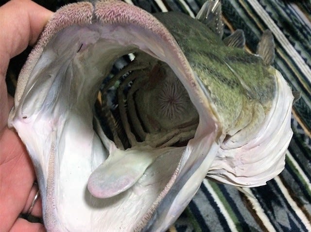 ブラックバス「ロクマル」の剥製 ー 塗装 ー - 虫さん魚さん