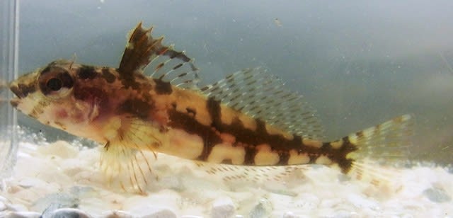 アマモ場ガサの生き物たち：7/5山海徘徊記⑧ - 私魚人（あいう