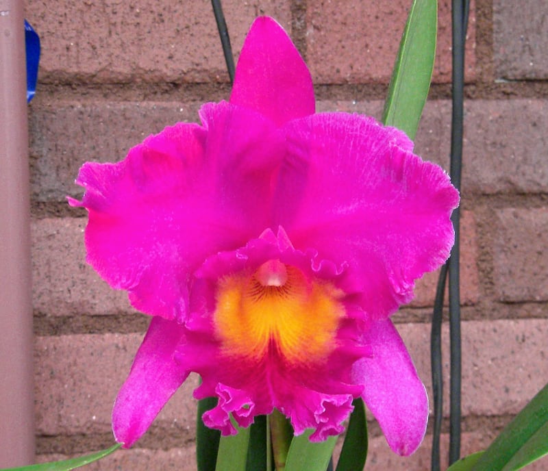Rlc. Pink Empress'Sunshine' - カトログ !! ~ カトレヤ交配種 Rlc. Pink Empress'Sunshine' - カトログ !! ~ カトレヤ交配種