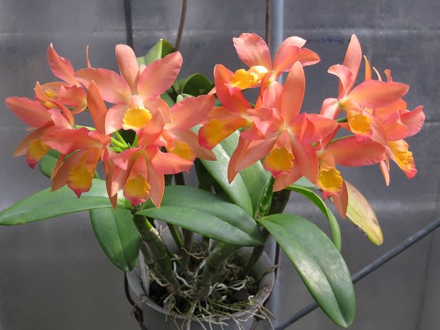 カトレア オレンジナゲット'Orange Queen'（花は終わりました） 生花