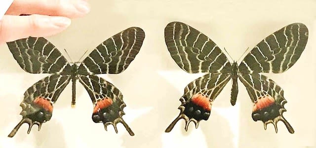 シボリアゲハ亜種群と近縁種たちの概観 - 北海道昆虫同好会ブログ シボリアゲハ亜種群と近縁種たちの概観 - 北海道昆虫同好会ブログ