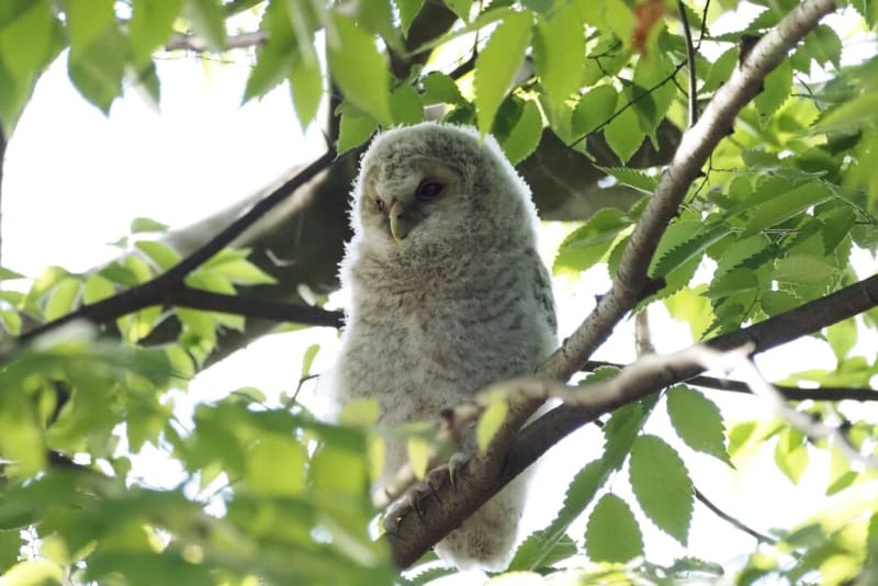 茨城県雀神社でフクロウのヒナ3羽、渡良瀬遊水地でコウノトリの 茨城県雀神社でフクロウのヒナ3羽、渡良瀬遊水地でコウノトリの