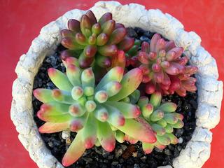 ☆ご確認用☆ 虹の玉　オーロラ 初心者のためのセダム「虹の玉・オーロラ」を育てる | 山梨で