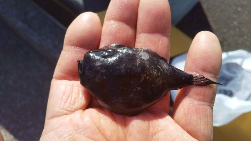 凄い!今度はミツクリエナガチョウチンアンコウ - お魚三昧生活 凄い!今度はミツクリエナガチョウチンアンコウ - お魚三昧生活