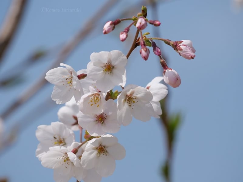 桜若葉も美しい - 気楽にとり(鳥＆撮り)歩き
