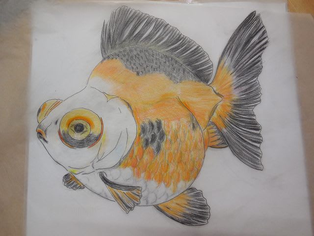 今日も金魚の下絵 - katsuまるはだかぁ 芸術家への道