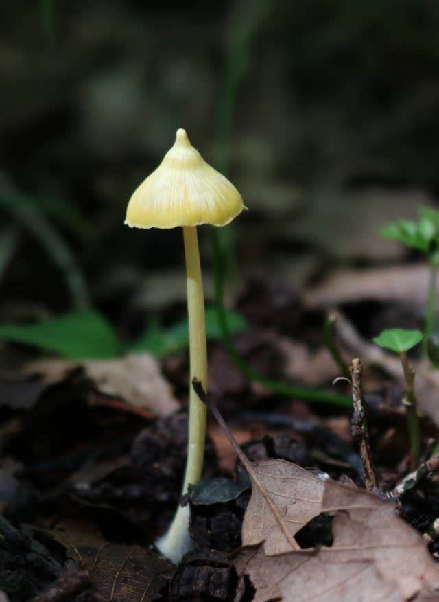 キノコ の写真集 山と蘭と恋の華 キノコ の写真集 山と蘭と恋の華