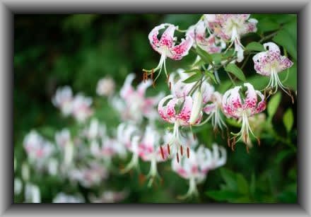 タキユリ コウの花図鑑 - 花追い放浪記 タキユリ コウの花図鑑 - 花追い放浪記