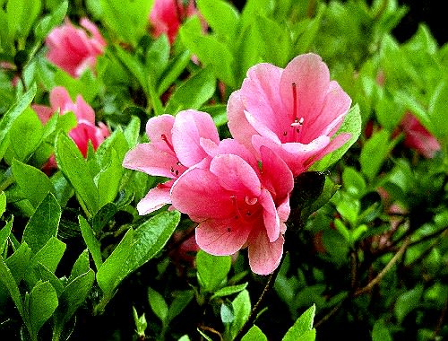 楽天市場】予約販売 尖閣ツツジ 9cmポット 開花予定株 センカク