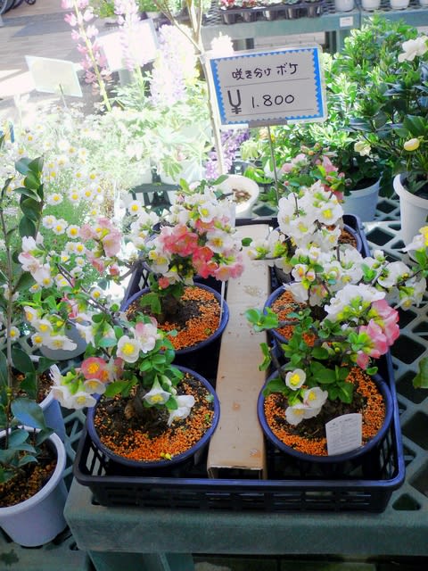 世界の椿館・碁石」の咲き分けボケ・放春花'華宴' 2020年3月15日 世界の椿館・碁石」の咲き分けボケ・放春花'華宴' 2020年3月15日