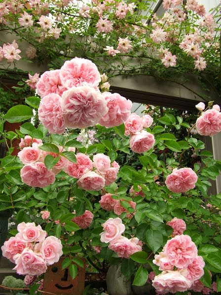 ウチのバラたち 6月1日～9日まで。2013 - 春夏秋冬お散歩日記