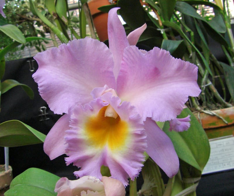 Rlc. Pink Empress'Sunshine' - カトログ !! ~ カトレヤ交配種 Rlc. Pink Empress'Sunshine' - カトログ !! ~ カトレヤ交配種