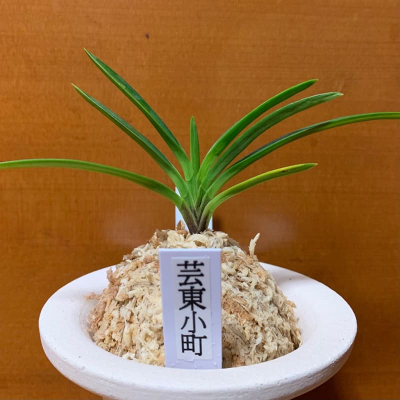 芸東小町 - 純風満蘭 富貴蘭・風蘭ブログ 着生蘭よもやま話 芸東小町 - 純風満蘭 富貴蘭・風蘭ブログ 着生蘭よもやま話