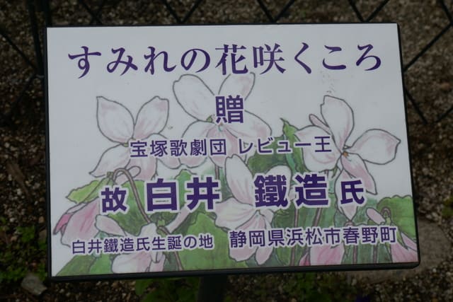花の道のすみれを想いクリームのようなホットミルクで暖まる すみれの花と宝塚牛乳 それゆけ ぶんぶん一家 ミ