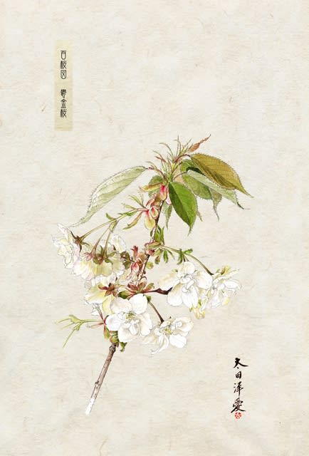 日本に自生している桜のボタニカルアート‼️ - 新しい素材が 日本に自生している桜のボタニカルアート‼️ - 新しい素材が