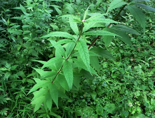 然別湖畔の花２ ヨツバヒヨドリ 井伊影男の植物観察