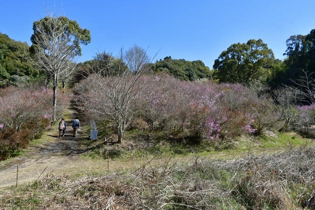 岩ツツジ山 さつま町鶴田 2024/03/16（鹿児島） - 花浄土鹿児島