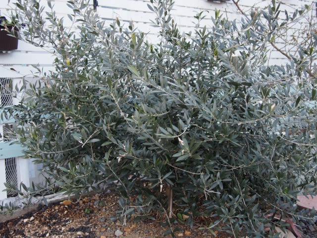 オリーブの日とカラマタ地植え - Olive Gardening過去ログ倉庫 オリーブの日とカラマタ地植え - Olive Gardening過去ログ倉庫