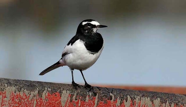 ビンさま専用 日本固有種 セグロセキレイ 木彫りの野鳥 野鳥彫刻