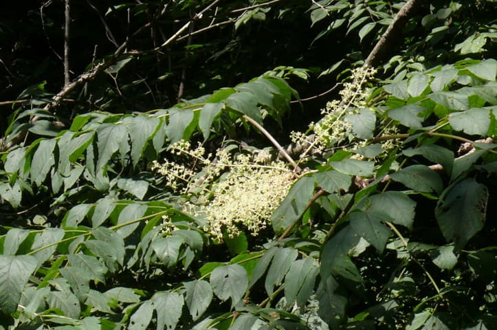 一関市 蘭梅山いこいの森 のタラノキ 楤木 ２０１２年８月21日 火 Peaの植物図鑑