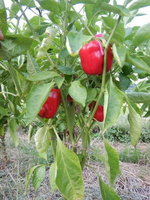 自然栽培】甘唐辛子（ししとう）の種（自家採種、無農薬・無肥料
