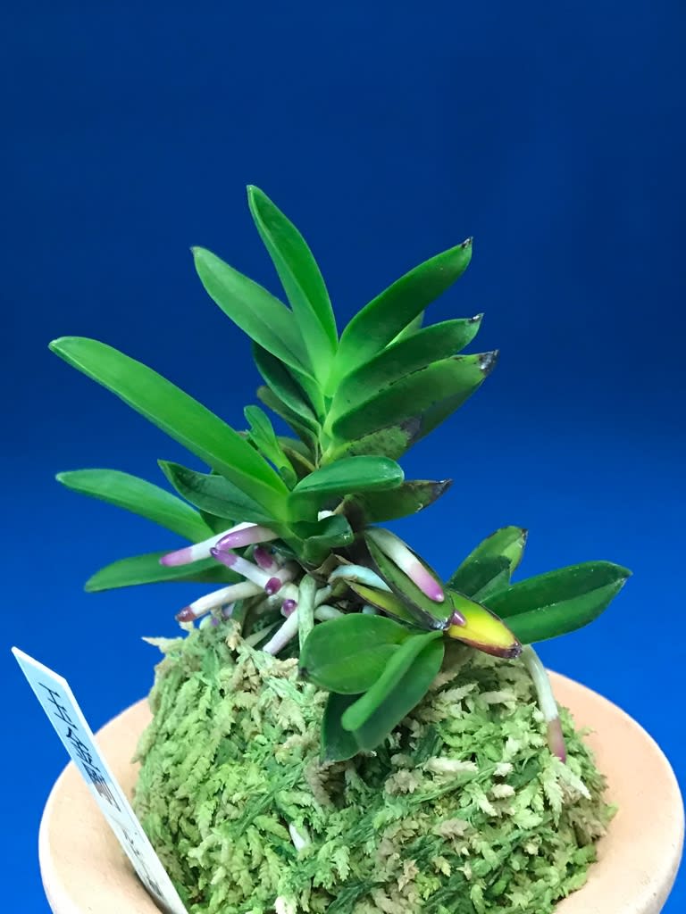 富貴蘭　山陰産　珍品　ルビー根　仮名　鬼切の誉　２本立ち Yahoo!オークション -「富貴蘭 ルビー根」(ラン) (花)の落札相場