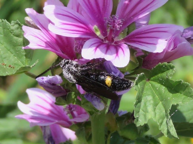今年出逢った蜂たち ⑤ 土蜂三人衆 - おばVAN日記帳 ～明日は