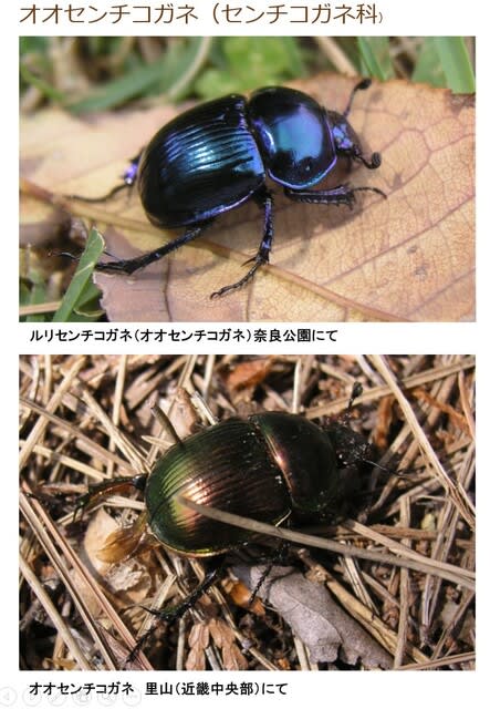 奈良公園の宝石 ルリセンチコガネ（オオセンチコガネ） - 野生