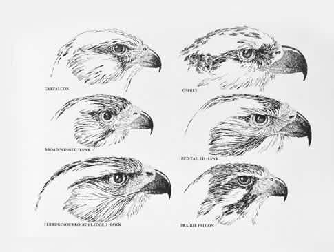 イラストで解る猛禽類の特徴 - 清水正廣のバードカービング・アート