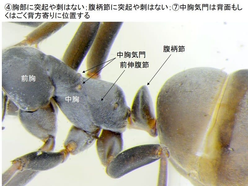 黒蟻X錠（クロアリエックス）| アナタの元気を応援する通販
