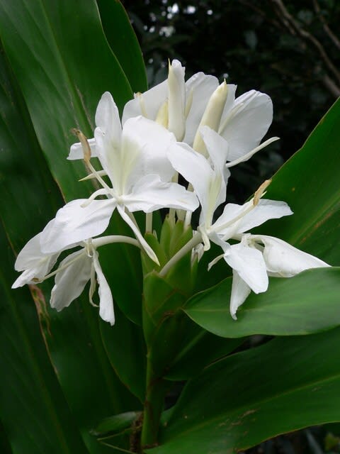 夏 秋の花 花縮砂 田舎へ行ってご 見てご 夏 秋の花 花縮砂 田舎へ行ってご 見てご
